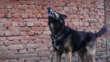 Aç köpek, aptal köpek, şeytan