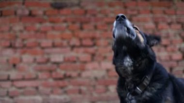 Kötü Alman çoban köpeği, evi koruyan bir köpek, reklam metinleri için bir yer.