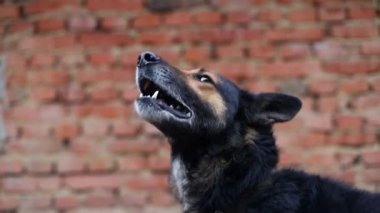 Saldırgan bir Alman çoban köpeğinin portresi.