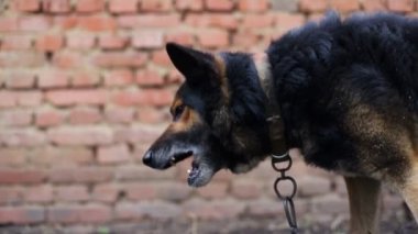 Saldırgan bir Alman çoban köpeğinin portresi.