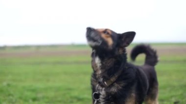 Kötü Alman kurdu, aç köpek, aptal köpek, kötü köpek.
