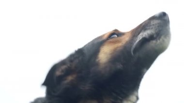 Kötü Alman kurdu, aç köpek, aptal köpek, kötü köpek.