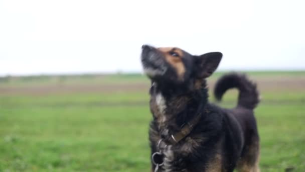 Boze Duitse herder, hongerige hond, stomme hond, boze hond — Stockvideo