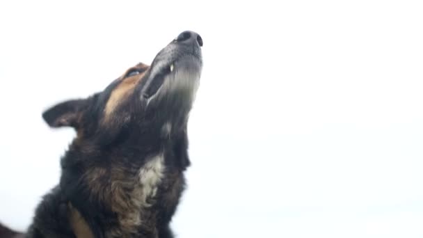 Böser Deutscher Schäferhund, hungriger Hund, dummer Hund, böser Hund — Stockvideo