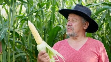 Mısır tarlasında yaşlı bir çiftçi, iyi mısır hasadı.