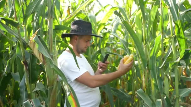 Agricultor ou agrônomo examinando plantas de milho no campo usando smartphone — Vídeo de Stock