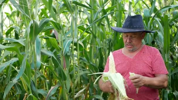 Viejo granjero en un campo de maíz, buena cosecha de maíz — Vídeos de Stock