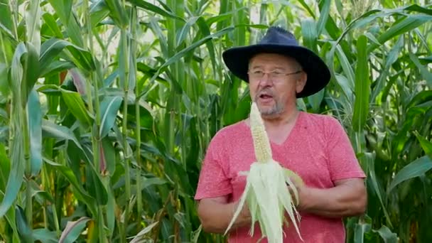 Vieux fermier dans un champ de maïs, bonne récolte de maïs — Video