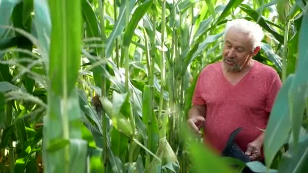 Viejo granjero en un campo de maíz, buena cosecha de maíz — Vídeo de stock