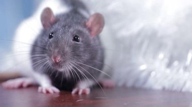 Gri ve beyaz farenin portresi Parlak yünlü, yakın plan ev faresi