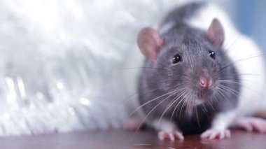 Gri ve beyaz farenin portresi Parlak yünlü, yakın plan ev faresi