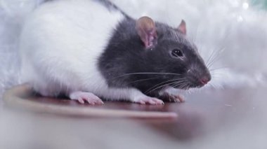 Gri ve beyaz farenin portresi Parlak yünlü, yakın plan ev faresi