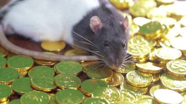 Fare altın para içinde yüzüyor..