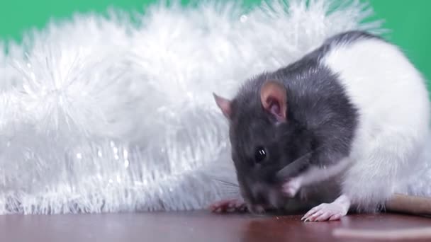 Ritratto di ratto grigio e bianco con lana lucida, ratto domestico primo piano — Video Stock