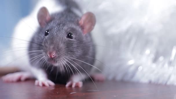 Retrato de rato cinza e branco com lã brilhante, rato doméstico close-up — Vídeo de Stock