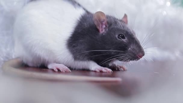 Retrato de rato cinza e branco com lã brilhante, rato doméstico close-up — Vídeo de Stock