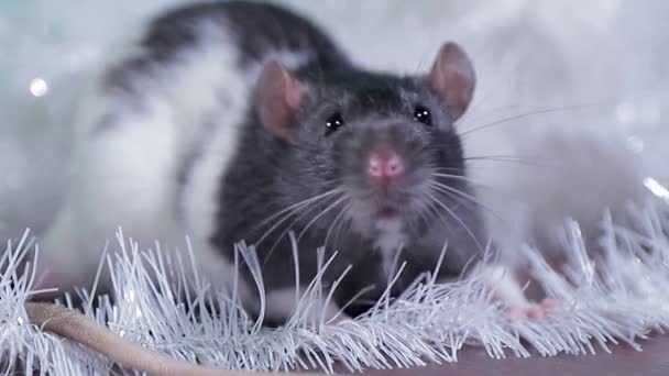 Портрет серой и белой крысы с блестящей шерстью, крупным планом домашней крысы — стоковое видео