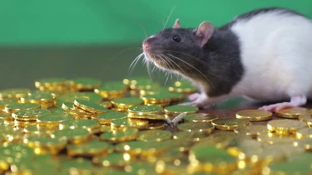 Krysa se koupe ve zlatých mincích. — Stock video