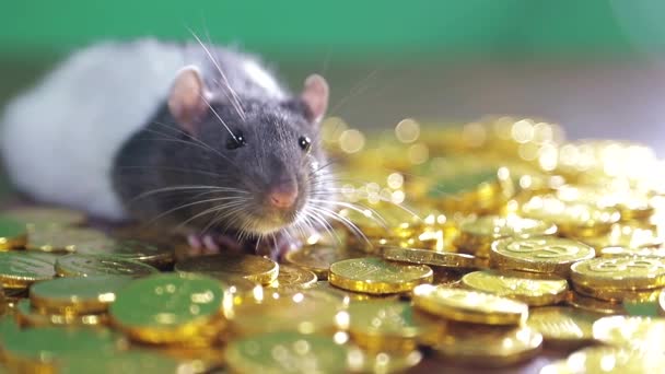 Крыса купается в золотых монетах . — стоковое видео