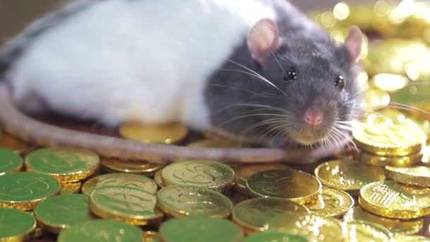 O rato banha-se em moedas de ouro . — Vídeo de Stock