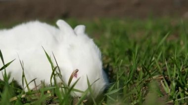 Bahar yeşili arka planda beyaz tavşan