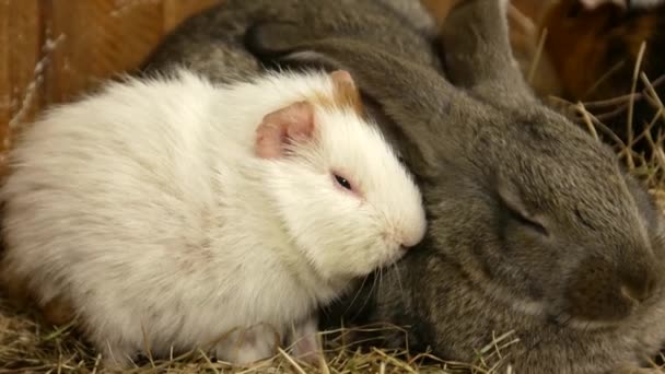 Bélier de race de lapin, grand lapin gris, vieux lapin — Video