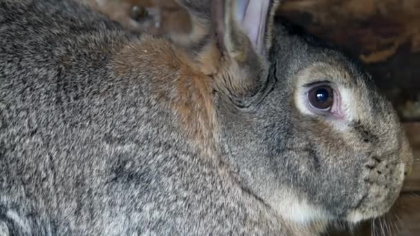 Razza di coniglio ariete, grande coniglio grigio, vecchio coniglio — Video Stock
