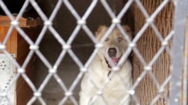 Barınakta beyaz bir köpek, üzgün bir köpek, kafeste beyaz bir köpek.