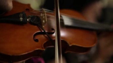 Ormanda çalan genç, sevimli kemancının portresini yakından çek..