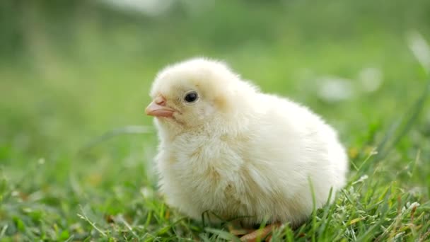 Chicken Baby Little Chicken Grass One Chicken Garden — Vídeos de Stock