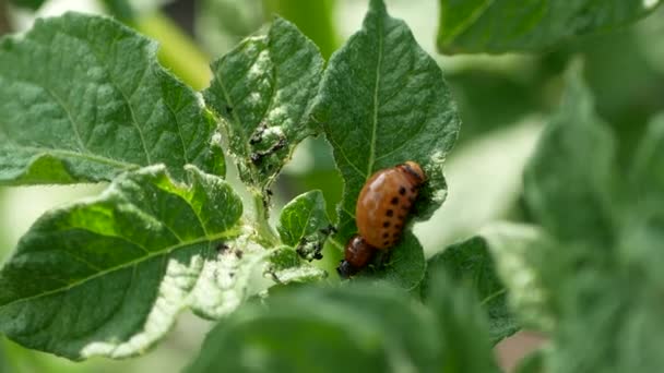 コロラド ポテト ビートル コロラド ビートルの幼虫 ジャガイモの葉 — ストック動画