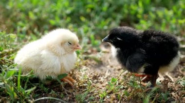 Tavuk evrimi daha hızlıdır. Tavuk ya da yumurta, küçük bir tavuk.