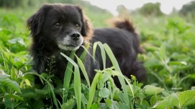 Güzel köpek çim yiyor, köpek yeşil çimlerde, köpek dişlerini fırçalıyor.