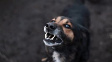 Havlayan öfkeli çoban köpeği dışarıda.