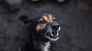 Havlayan öfkeli çoban köpeği dışarıda.