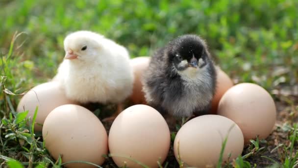 鸡的进化是快一点的鸡或蛋 小一点的鸡 — 图库视频影像