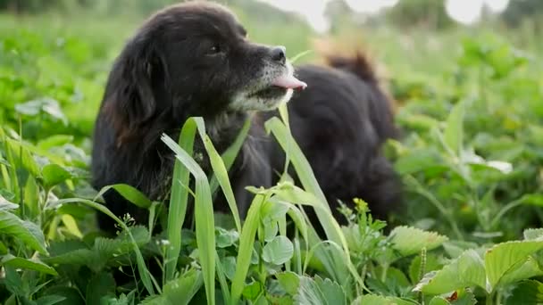 Güzel Köpek Çim Yiyor Köpek Yeşil Çimlerde Köpek Dişlerini Fırçalıyor — Stok video