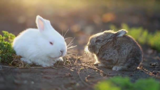复活节兔子 复活节假期的概念 可爱的兔子在绿色的草地上靠近彩绘的蛋 迷人的兔子宝宝春天和复活节装饰 可爱的绒毛兔和彩绘的蛋 — 图库视频影像