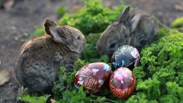 イースターバニー イースター休暇のコンセプト 描かれた卵の近くの緑の芝生の上でかわいいウサギ 魅力的な赤ちゃんウサギ 春とイースターの装飾 かわいいふわふわのウサギと描かれた卵 — ストック動画