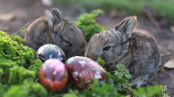 Húsvéti Nyuszi Húsvéti Ünnepi Koncepció Aranyos Nyúl Zöld Füvön Festett — Stock videók