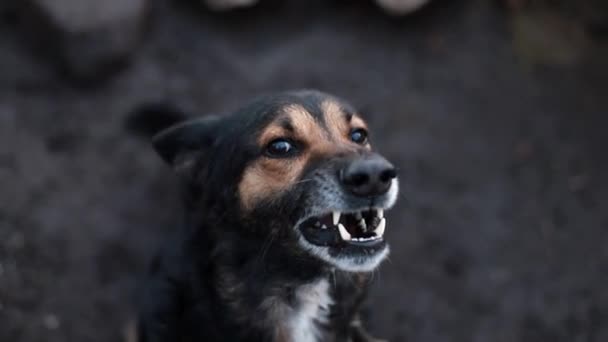 在户外狂吠愤怒的牧羊犬 — 图库视频影像