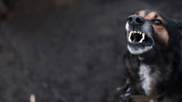 Ladridos Perro Pastor Enfurecido Aire Libre — Vídeos de Stock