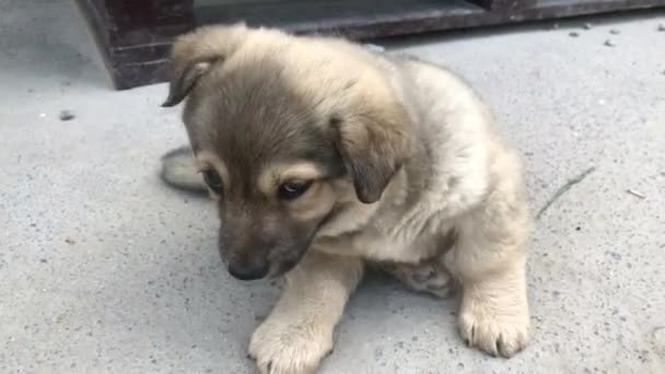 Lindo Perrito Perro Con Refugio — Vídeo de stock