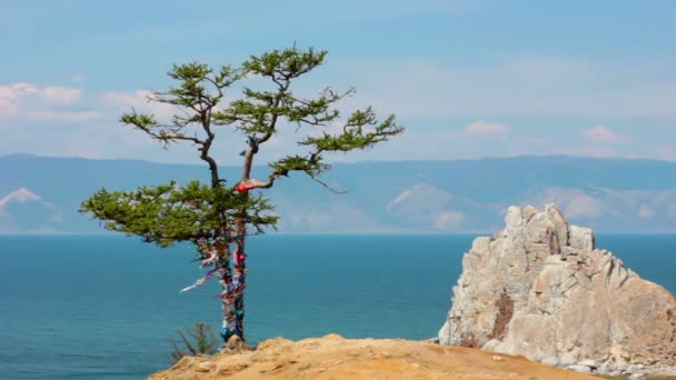 Дерево. Рок Shamanka, поворотної смуги Бурхан, Olkhon острова, Байкалу, Сибіру, Росія — стокове відео