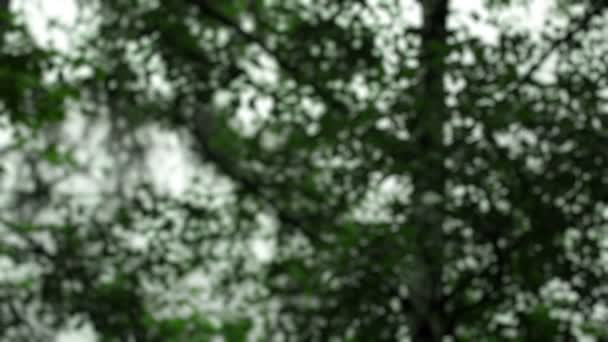 Березове дерево плаває на вітрі — стокове відео