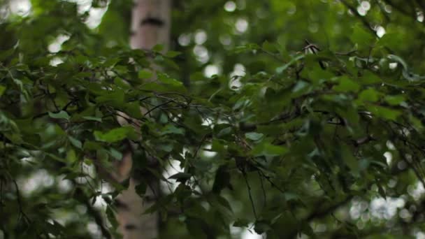 Березове дерево плаває на вітрі — стокове відео