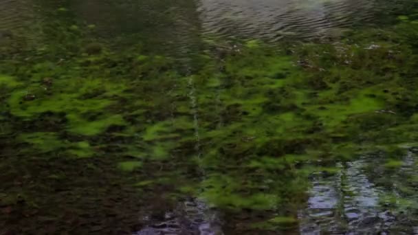 Крупный план поверхности зеленого озера — стоковое видео
