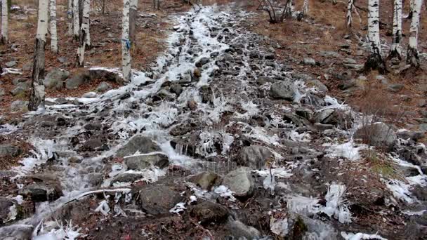 Fluxo de montanha na floresta de inverno — Vídeo de Stock
