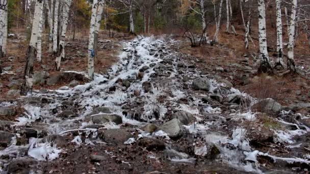 Горный ручей в зимнем лесу — стоковое видео