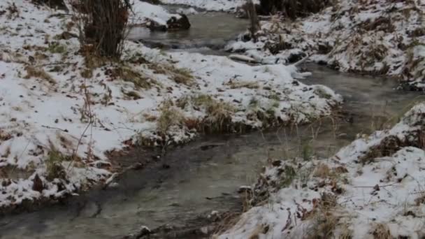 Cours d'eau dans une forêt enneigée d'hiver 